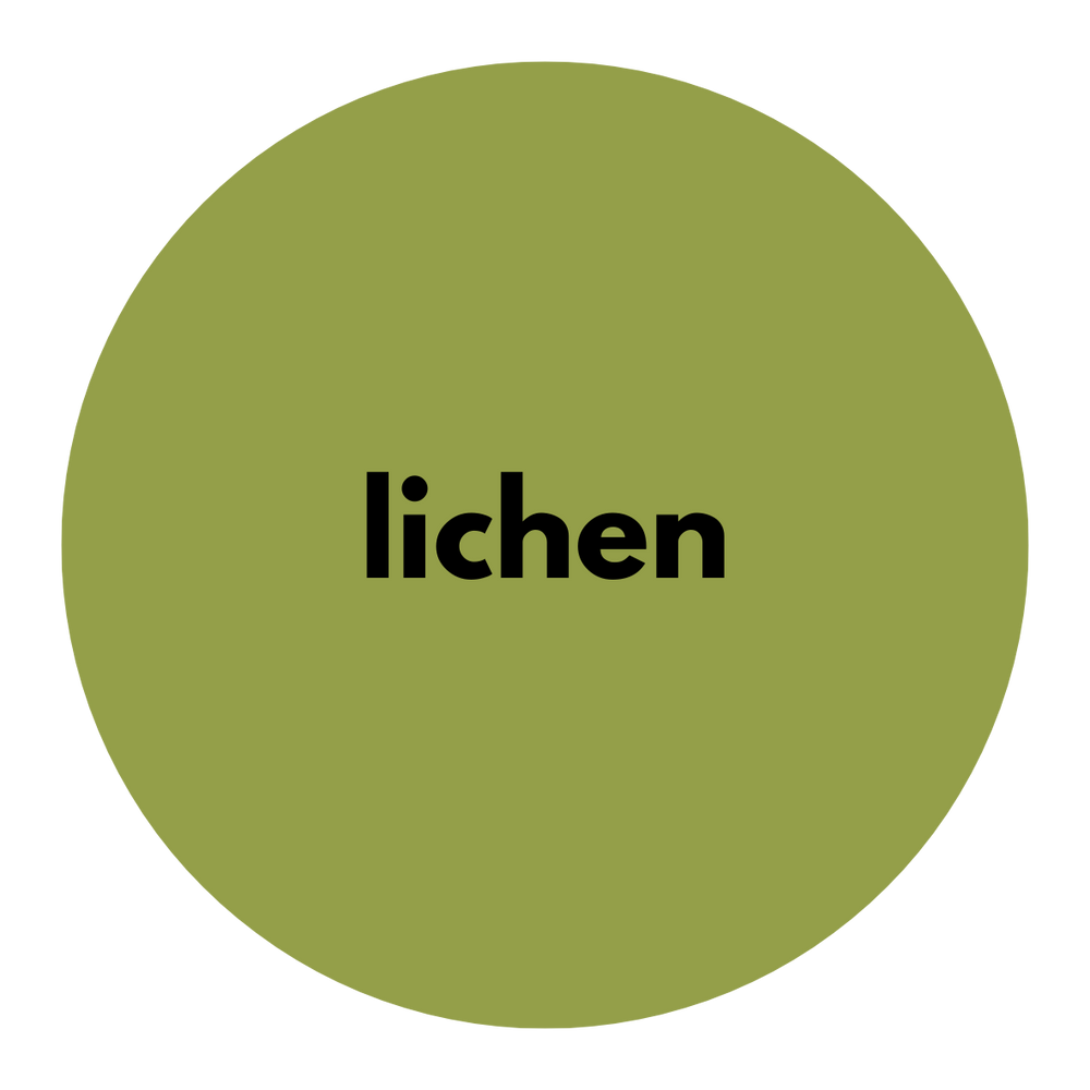 lichen